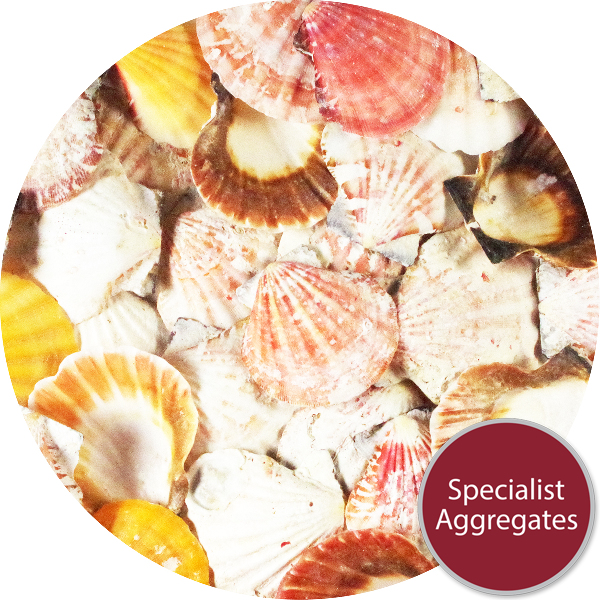Sea Shells - Natural Queenie Scallop